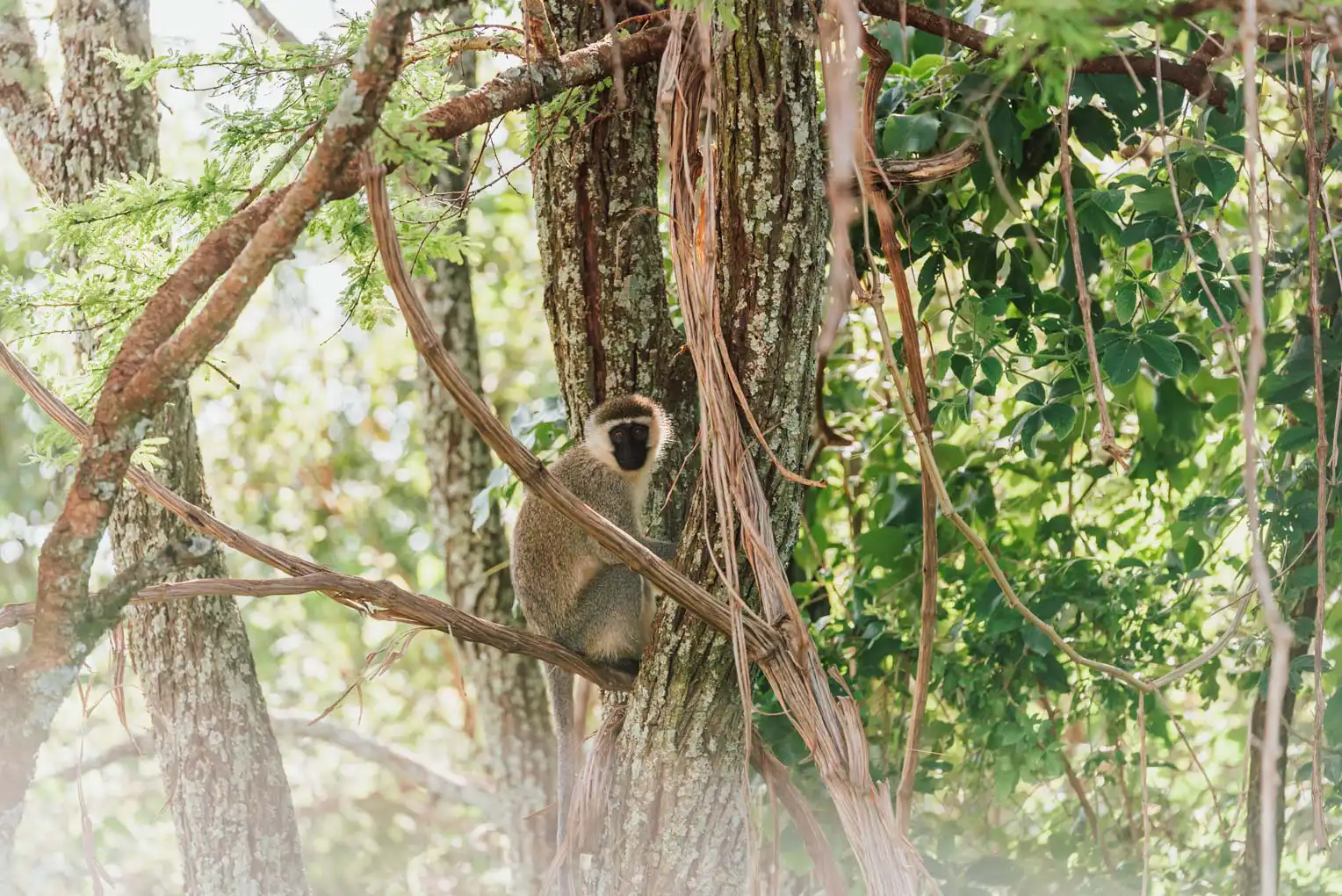 2024 MountElgonOrchards WCM 44 kopie